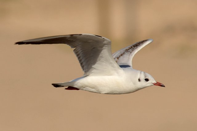 Mouette rieuse / Black-headed Gull 